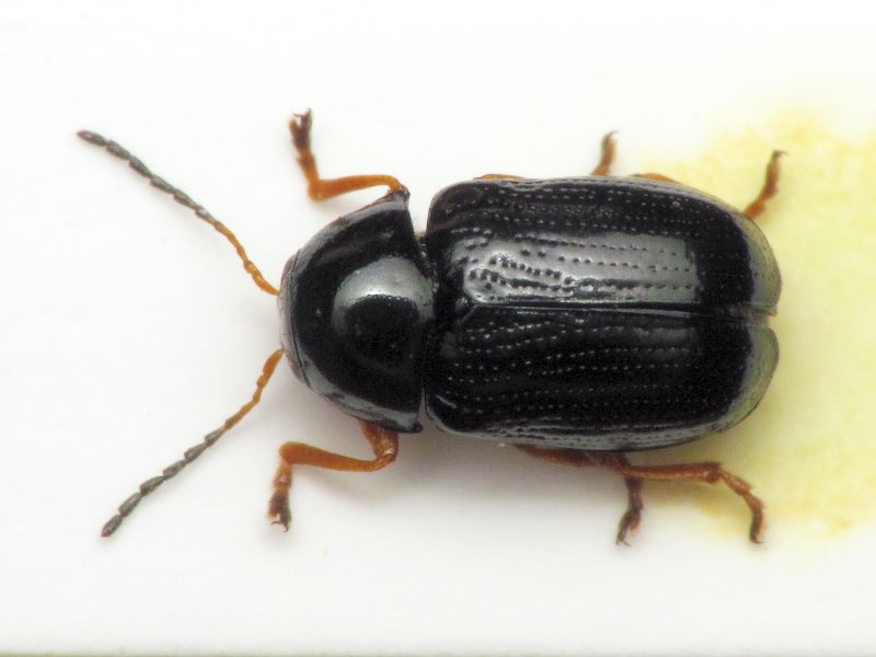 Cryptocephalus (Burlinius) ocellatus Drapiez, 1819